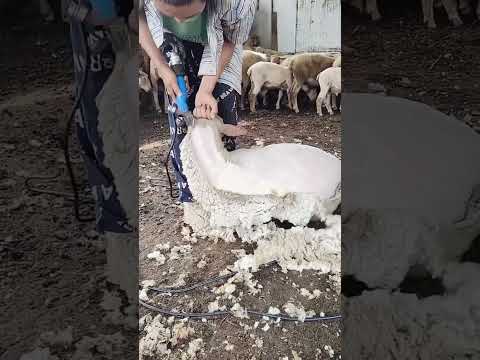 Bobtail sheep wool cutting process- Good tools and machinery can increase work efficiency