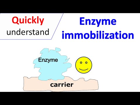 Enzyme immobilization